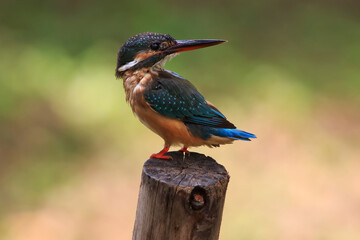 The common kingfisher (Alcedo atthis) also known as the Eurasian kingfisher is a small kingfisher. It is resident in much of its range, but migrates from areas where rivers freeze in winter.