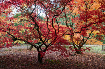 Acer and maple trees with leaves a blaze of autumn colour, photographed at Westonbirt Arboretum, Gloucestershire, UK. 