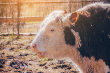 Fototapeta premium Beautiful red & white bull on a farm in early spring