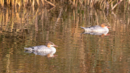 Gänsesäger sind im Federsee Wintergäste