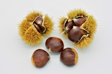 Castañas maduras dentro y fuera de sus erizos, aislado