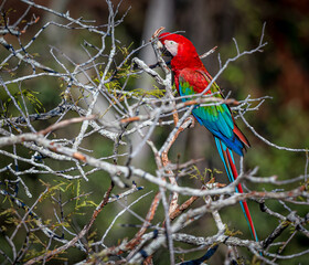 Colorful red and green macaw sitting on branches in Araras, Brazil