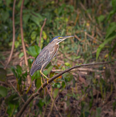 Green heron grips the branch with his feet in marsh in Pantanal