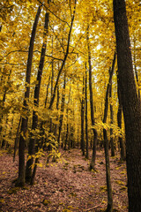 Naklejka premium Beautiful autumn