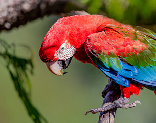 Looking down on a close up of a red and green macaw of Pantanal