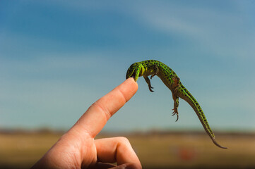 A small green lizard has an epic grip on a human finger, dangling in the air at the phoneneb.