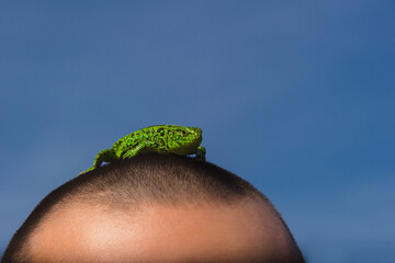 A small green lizard on the Man's head. The concept of interaction with the wild animal world.
