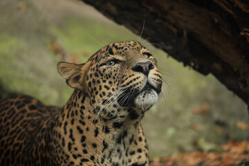 Persian leopard