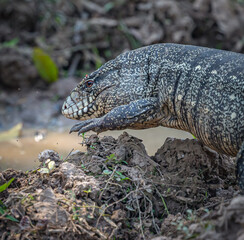 Tegu lizard walks carefully over the jungle floor in Pantanal