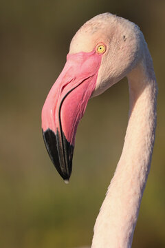 Portrait of a pink flamingo