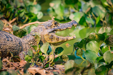Young caiman, breathes with its mouth open
