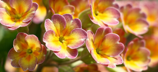 Sunny spring day. Primula flowers with petals in pink and yellow colors close up.