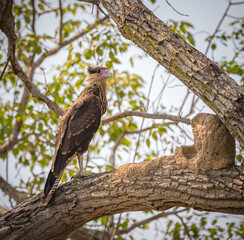 Young caracara stands on large branch of tree looking for prey
