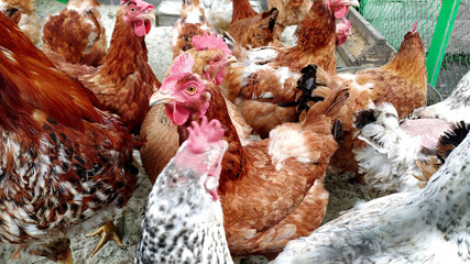 Rooster and chickens in chicken coop farm