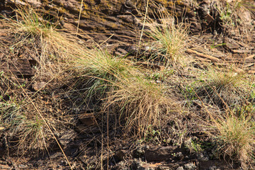 Grass grows among stones. The photo is taken on a sunny day.