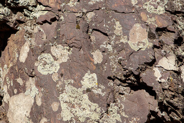 Fungus on an old stone 