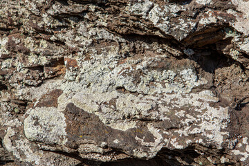 Fungus on an old stone 