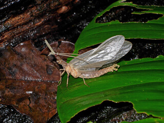 A specimen of the genus Corydalus a large flying insects in the Corydalidae family, commonly known as dobsonflies. They are endemic to North, Central and South America the males having large mandibles