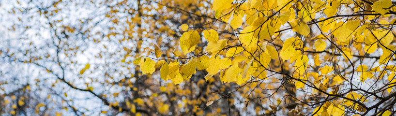 Beautiful panoramic autumn scenery with colorful leaves and bokeh background