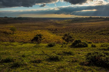 Fototapeta premium Dusk settles across the heathland in the New Forest near Fordingbridge, UK in Autumn