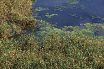 River bank overgrown with green algae and reeds on a sunny day