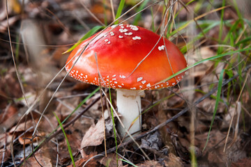 Red fly agaric mushroom or toadstool growing in the forest. Amanita muscaria, toxic mushroom. Poisonous mushroom famous for its brightly red coloured cap. Natural forest background.