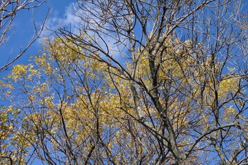 autumn leaves against blue sky