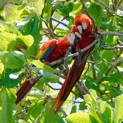Couple of Scarlet Macaws (Ara macao) at Corcovado National Park, Costa Rica © André LABETAA