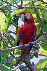 Scarlet Macaw (Ara macao) at Corcovado National Park, Costa Rica © André LABETAA