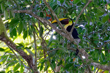 Chestnut-mandibled Toucan (Ramphastos swainsonii) at Corcovado National Park, Costa Rica