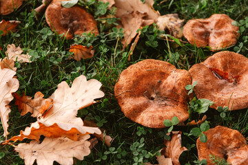  mushrooms in the grass with yellow fallen oak leaves top view