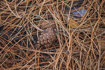 Pinecone among fallen needles on the ground