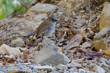 Black-billed nightingale-thrush (Catharus gracilirostris) at Corcovado National Park, Costa Rica