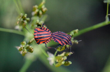 Zwei Streifenwanzen, Graphosoma lineatum bei der Paarung.