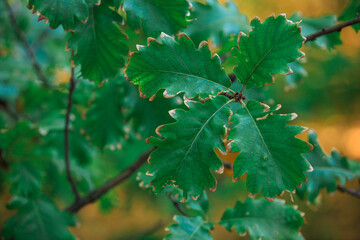 Oak leaves on a branch outdoors