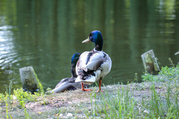 Eine Portrait einer Stockente in einem Teich.