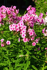 Fototapeta premium Phlox, plants in family Polemoniaceae, in summer