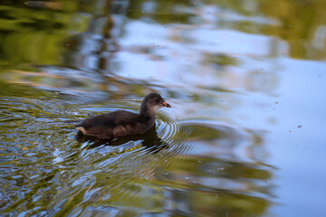 Eine junge Teichralle, Gallinula chloropus in einem Teich.