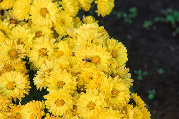 Chrysanthemums on a street bed on a sunny day