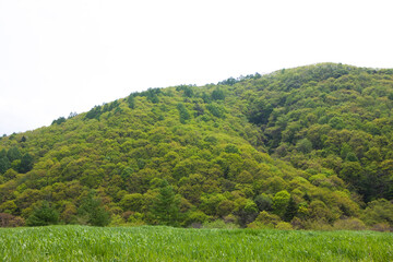 草原と山