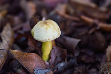 mushroom in the forest