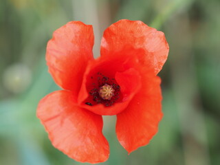 Klatschmohn (Papaver rhoeas) oder auch Mohnblume oder Klatschrose, in der Mittagssonne