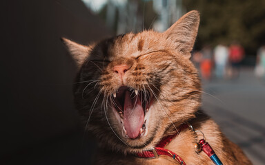 Funny red cat like lion. Street pet life. Adorable animal kitten like comic. Pretty kitty laugh...