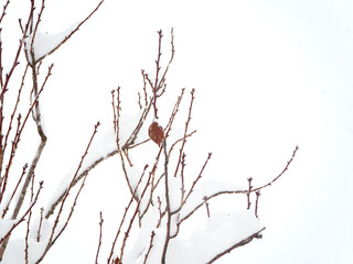 Snow-covered tree branches with kidneys and dry leaf against cloudy sky