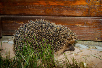 Ein Igel schleicht Nachts an einem Gartenhaus vorbei.