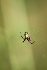 Eine Neriene peltata / Waldbaldachinspinne in ihrem Netz.