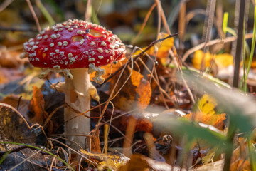 toadstool with its bright red cap stands in the colorful autumn leaves