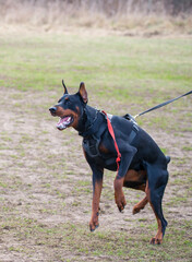 Dog breed Doberman.