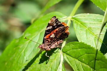 Ein Amiral, Vanessa atalanta sitzt auf einer Pflanze.