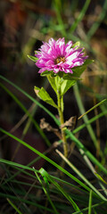 Blooming aster in the autumn garden.